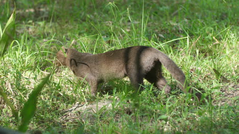 jaguarundi-(Herpailurus-yagouaroundi)-eating-grass-in-French-Guiana
